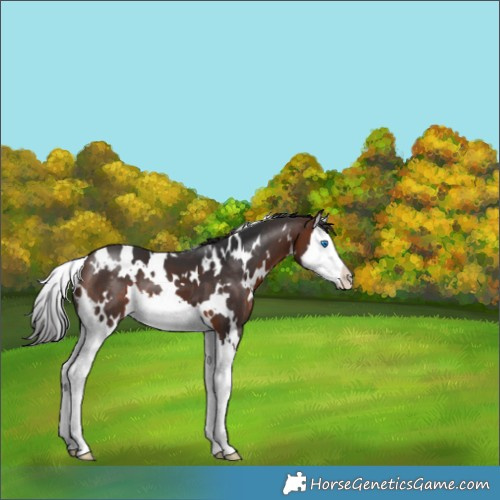 Horse Color:White Spotted Brown Splash