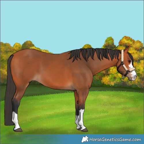 Horse Color:Bay 