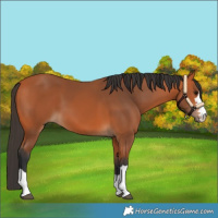 Horse Color:Bay 