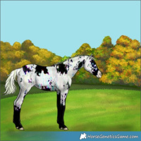 Horse Color:Watercolor White Spotted Buckskin Ice Pearl Dun Splash 