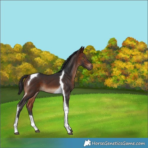 Horse Color:Bay Tobiano 