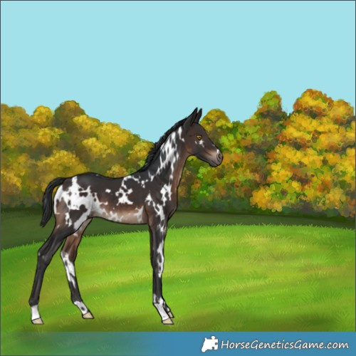 Horse Color:White Spotted Brown