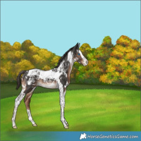 Horse Color:White Spotted Liver Chestnut Splash Tobiano Rabicano
