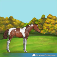 Horse Color:Chocolate Bay Tobiano 