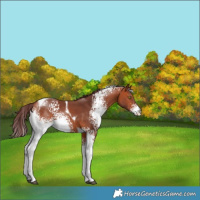 Horse Color:White Spotted Chocolate Bay Tobiano 