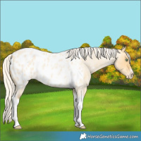 Horse Color:Silver Amber Cream Champagne Roan Dun Splash Tobiano Frame Appaloosa Rabicano