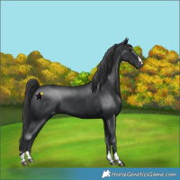Horse Color:Black Appaloosa 