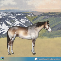 Horse Color:Liver Red Onyx Sabino Rabicano 