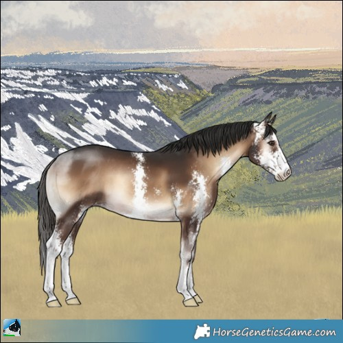 Horse Color:Liver Red Onyx Sabino Rabicano 