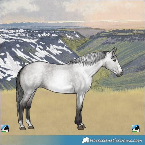 Horse Color:Gray Grullo Roan Sabino Splash Frame Rabicano 