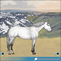 Horse Color:Gray Grullo Roan Sabino Splash Frame Rabicano