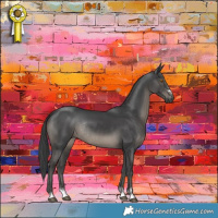 Horse Color:Black Rabicano 