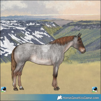 Horse Color:Liver Red Roan Rabicano 