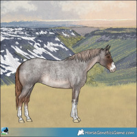 Horse Color:Liver Red Roan Sabino Rabicano