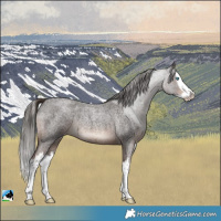 Horse Color:Liver Red Roan Sabino Splash Rabicano 