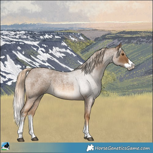 Horse Color:Chocolate Palomino Roan Sabino Splash Rabicano