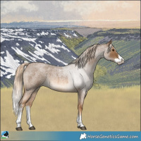 Horse Color:Chocolate Palomino Roan Sabino Splash Rabicano