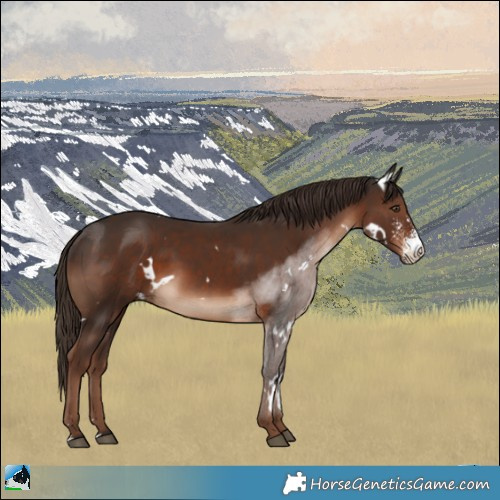 Horse Color:White Spotted Liver Chestnut Sabino Rabicano 