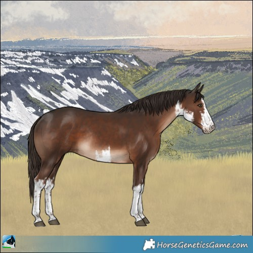 Horse Color:White Spotted Liver Chestnut Rabicano 