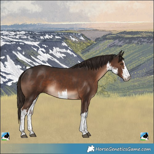 Horse Color:White Spotted Liver Chestnut Rabicano 