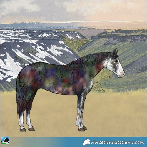Horse Color:Nacre Brown Ice Sabino Rabicano 