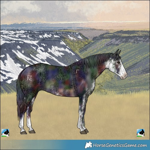 Horse Color:Nacre Brown Ice Sabino Rabicano 