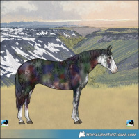 Horse Color:Nacre Brown Ice Sabino Rabicano