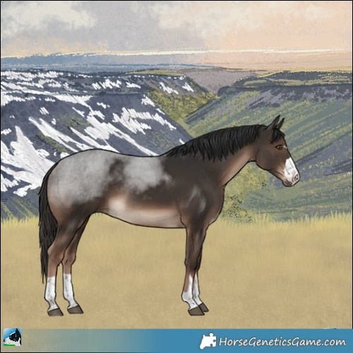Horse Color:Liver Chestnut Rabicano 