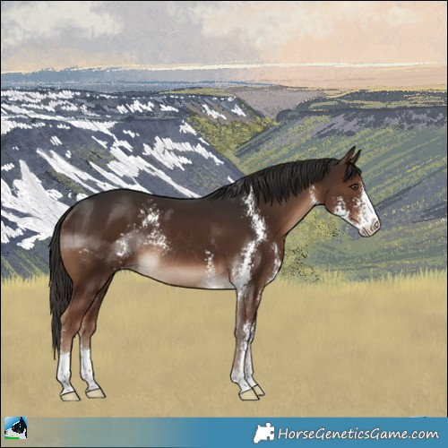 Horse Color:Liver Chestnut Sabino Rabicano 