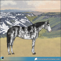 Horse Color:Black Ice Sabino Rabicano 