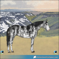 Horse Color:Black Ice Sabino Rabicano 