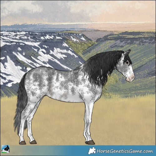 Horse Color:Black Ice Sabino Rabicano 