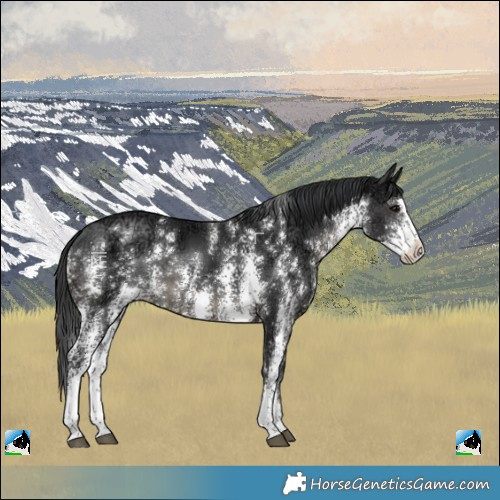 Horse Color:Black Ice Sabino Rabicano 