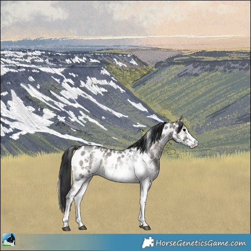 Horse Color:Blue Onyx Sabino Appaloosa Rabicano 