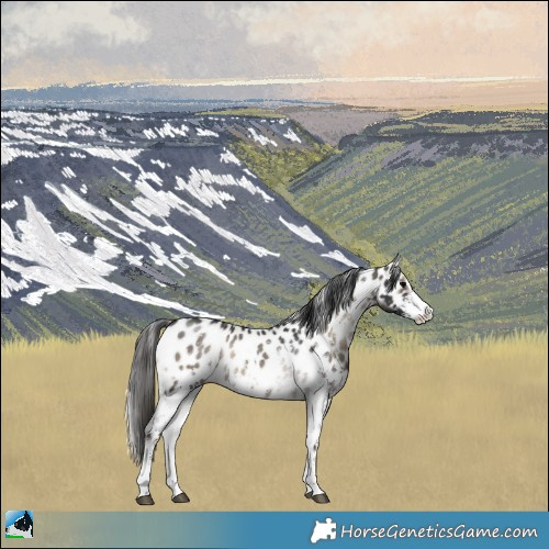 Horse Color:Blue Onyx Sabino Appaloosa Rabicano 