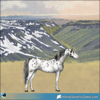 Horse Color:Blue Onyx Sabino Appaloosa Rabicano