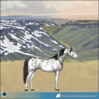 Horse Color:Blue Onyx Sabino Appaloosa Rabicano