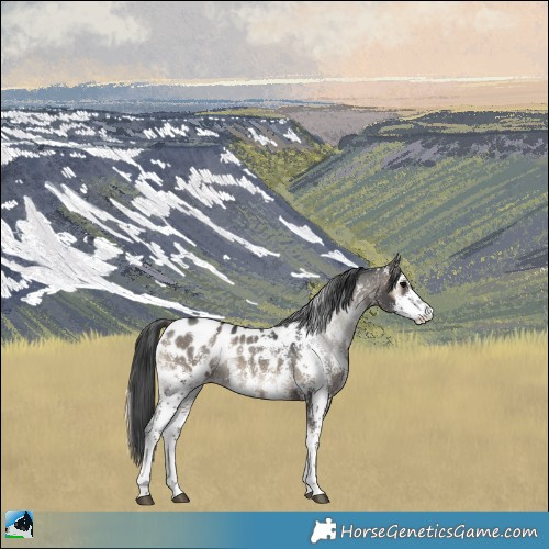 Horse Color:Blue Onyx Sabino Appaloosa Rabicano 