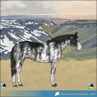 Horse Color:Black Ice Sabino Rabicano