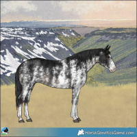 Horse Color:Black Ice Sabino Rabicano 