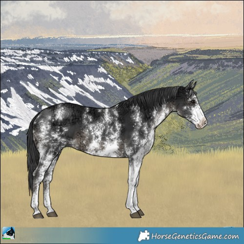 Horse Color:Black Ice Sabino Rabicano 