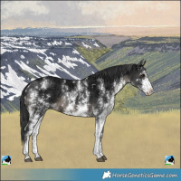 Horse Color:Black Ice Sabino Rabicano 