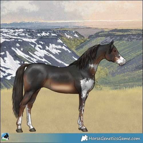 Horse Color:Gray Liver Chestnut Sabino Rabicano