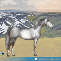 Horse Color:Gray Liver Chestnut Sabino Rabicano 