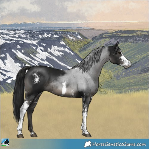 Horse Color:Gray Black Sabino Rabicano 