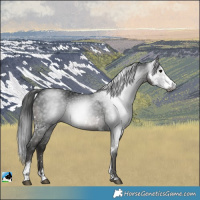 Horse Color:Gray Black Sabino Rabicano 