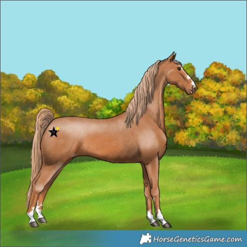 Horse Color:Chestnut Appaloosa 