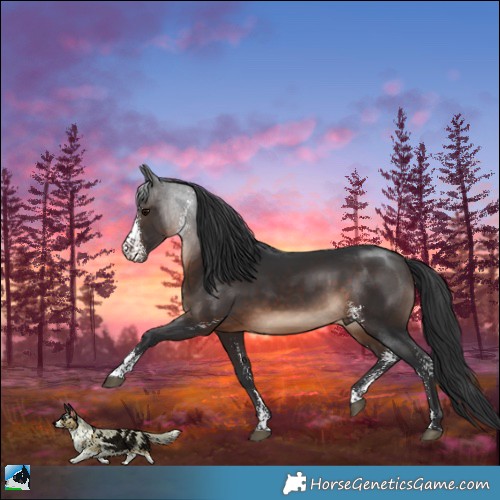Horse Color:Brown Mushroom Sabino Rabicano 