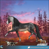 Horse Color:Brown Mushroom Sabino Rabicano