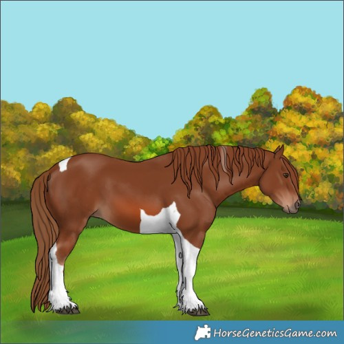 Horse Color:Chestnut Tobiano 